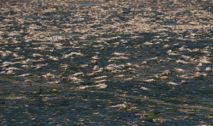 Kilis'te sulama göletinde sular çekilince balık ölümleri yaşandı