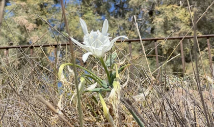 Muğla'da korunan kum zambakları çoğalıyor