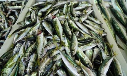 Sakarya'da balıkçılar limana 10 ton istavritle döndü