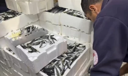 Yasal boy limitlerinin altında avlanılan 1,5 ton balığa el konuldu