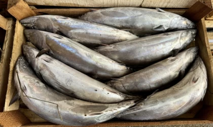 Giresunlu balıkçılar palamut avından memnun