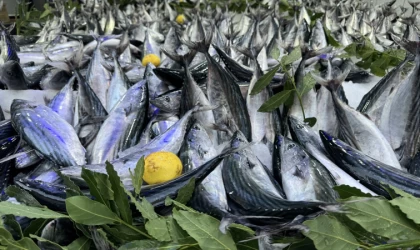 Karadenizli balıkçıların yüzünü av sezonunun ilk ayında palamut güldürdü