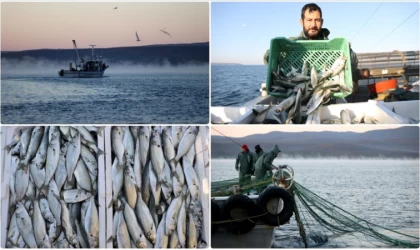 Karadeniz'in Kıyıköy açıklarında çinekop ve istavrit bolluğu yaşanıyor|Balık Haber - Balık TV