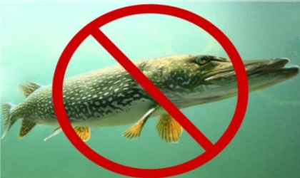 Türkiye Genelinde Turna Balığı Av Yasağı Başladı