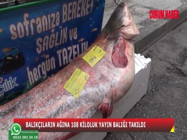 Çorum’da Balıkçıların Ağına 108 Kiloluk Yayın Balığı Takıldı