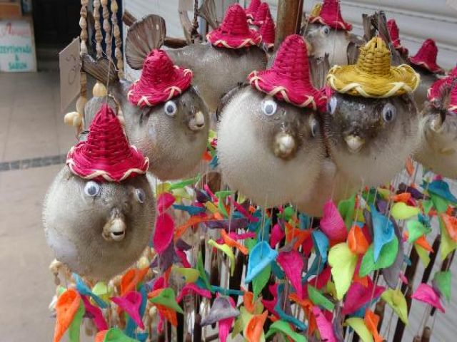 Zehirli balon balıkları bu hale geldi