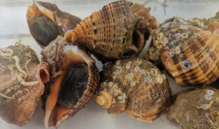 Karadeniz'den çıkarılan deniz salyangozları Avrupa ve Uzak Doğu'ya ihraç ediliyor | BalıkTV #balıktv