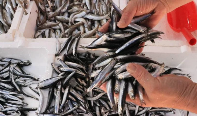 Düzce ve Zonguldak'ta balıkçılar kasalar dolusu hamsi avladı | Balık TV #balıktv