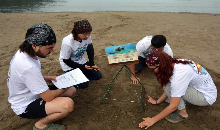 Belek ve Kızılot sahillerindeki caretta caretta yuva sayısı 6 bine ulaştı | Balık TV #balıktv