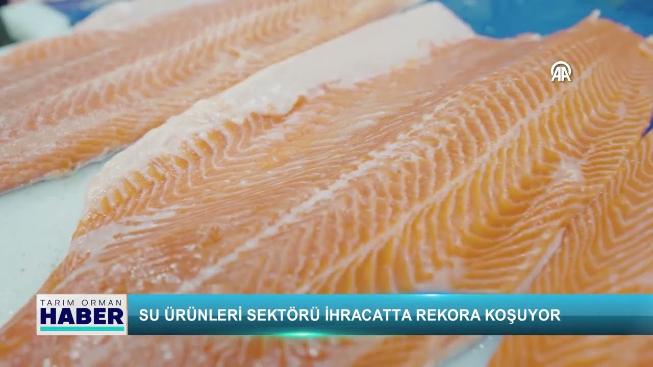 Su ürünleri sektörü ihracatta rekora koşuyor