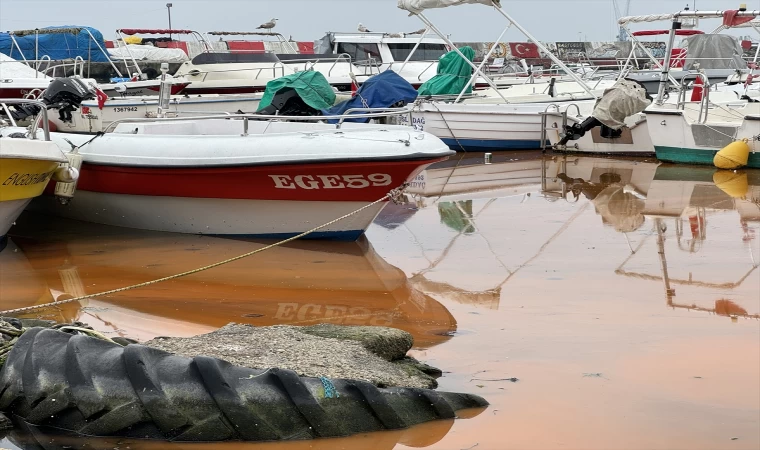 Tekirdağ balıkçı barınağında planktonlar denizin rengini turuncuya çevirdi